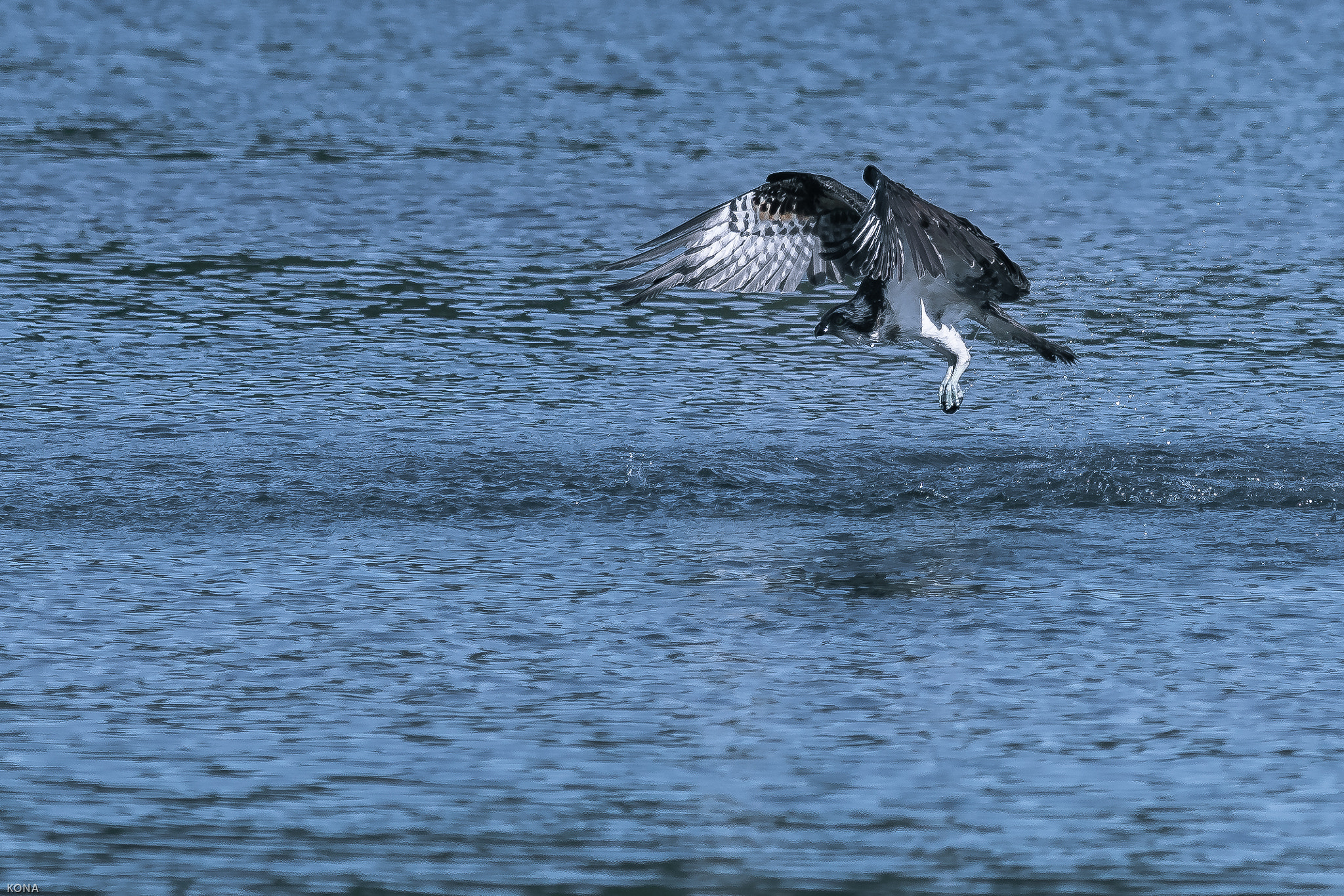 Nikon AF-S Nikkor 400mm F2.8G ED VR II sample photo. Misago photography