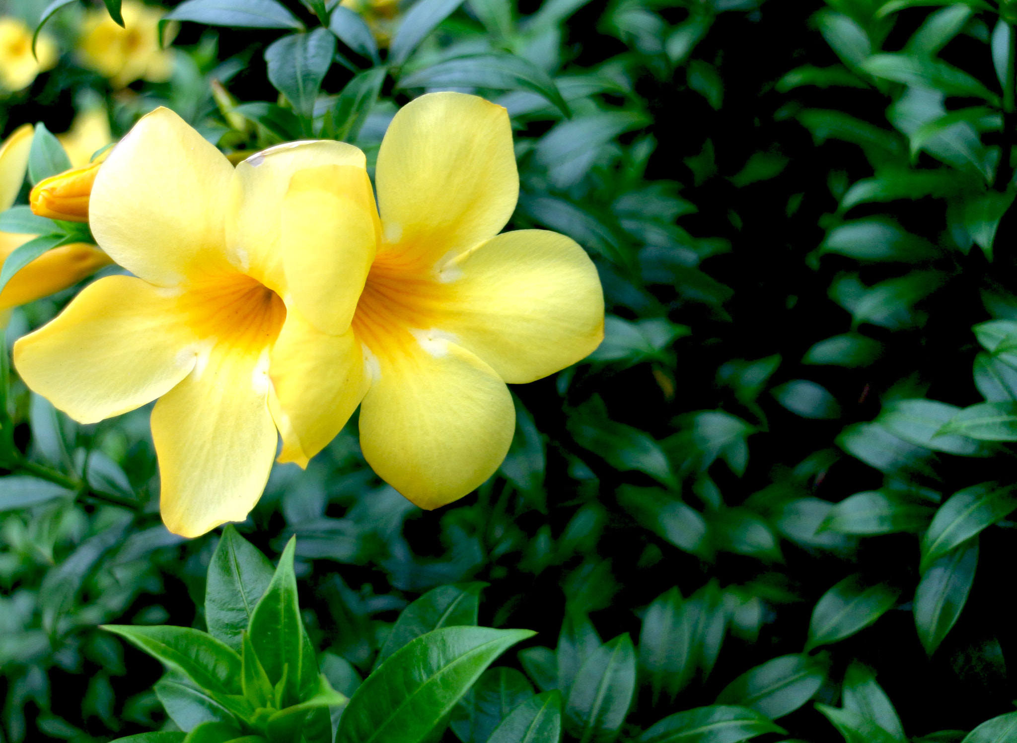 yellow Flower