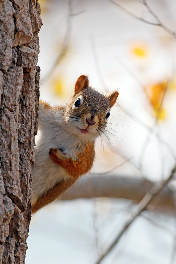 Howdy by Jim Nelson on 500px.com