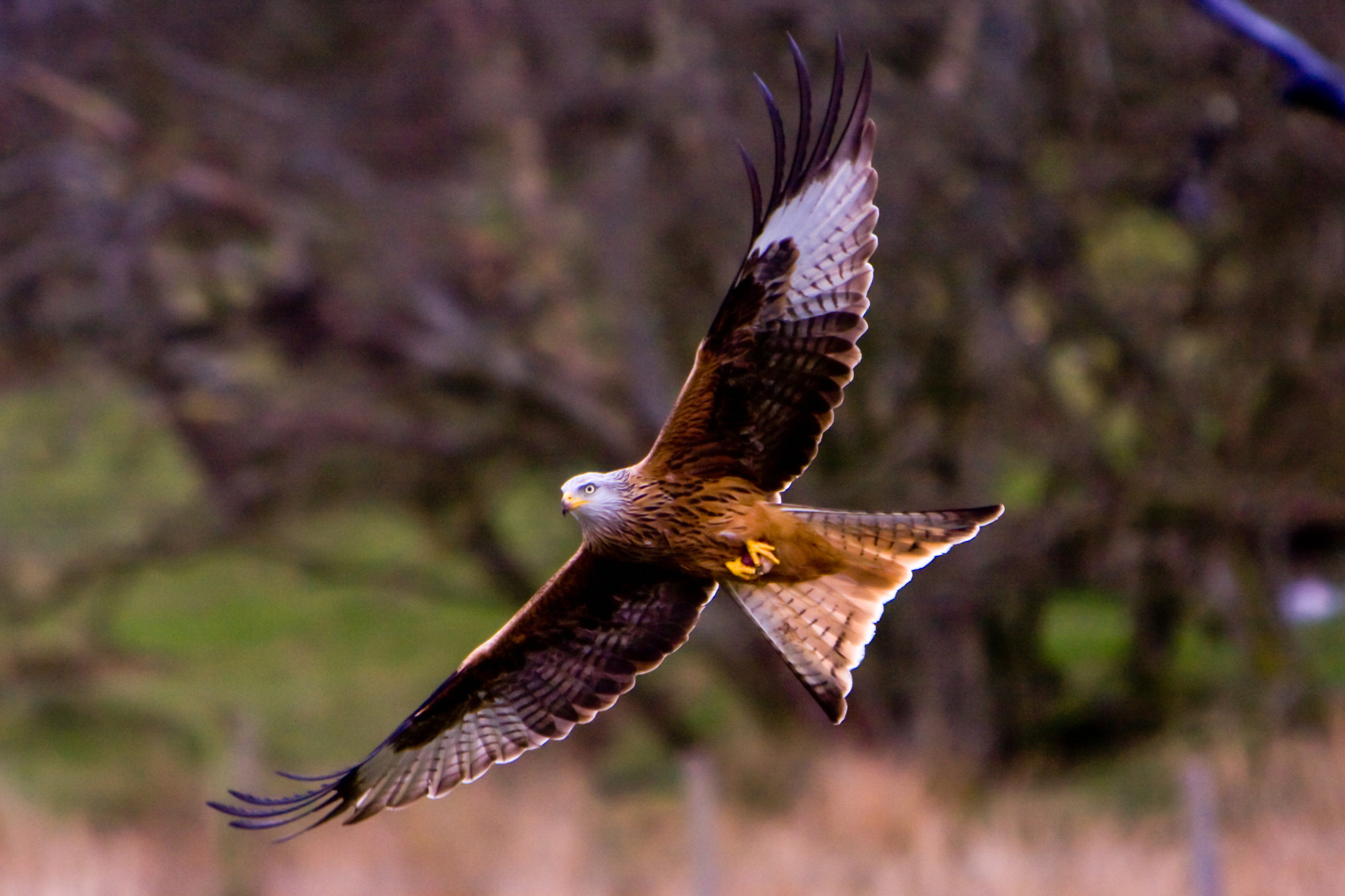 Red Kite