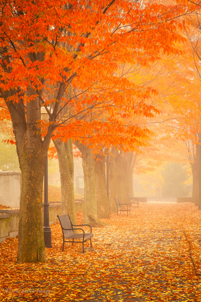 Foggy Fall Morning - Princeton NJ by yuko kudos on 500px.com