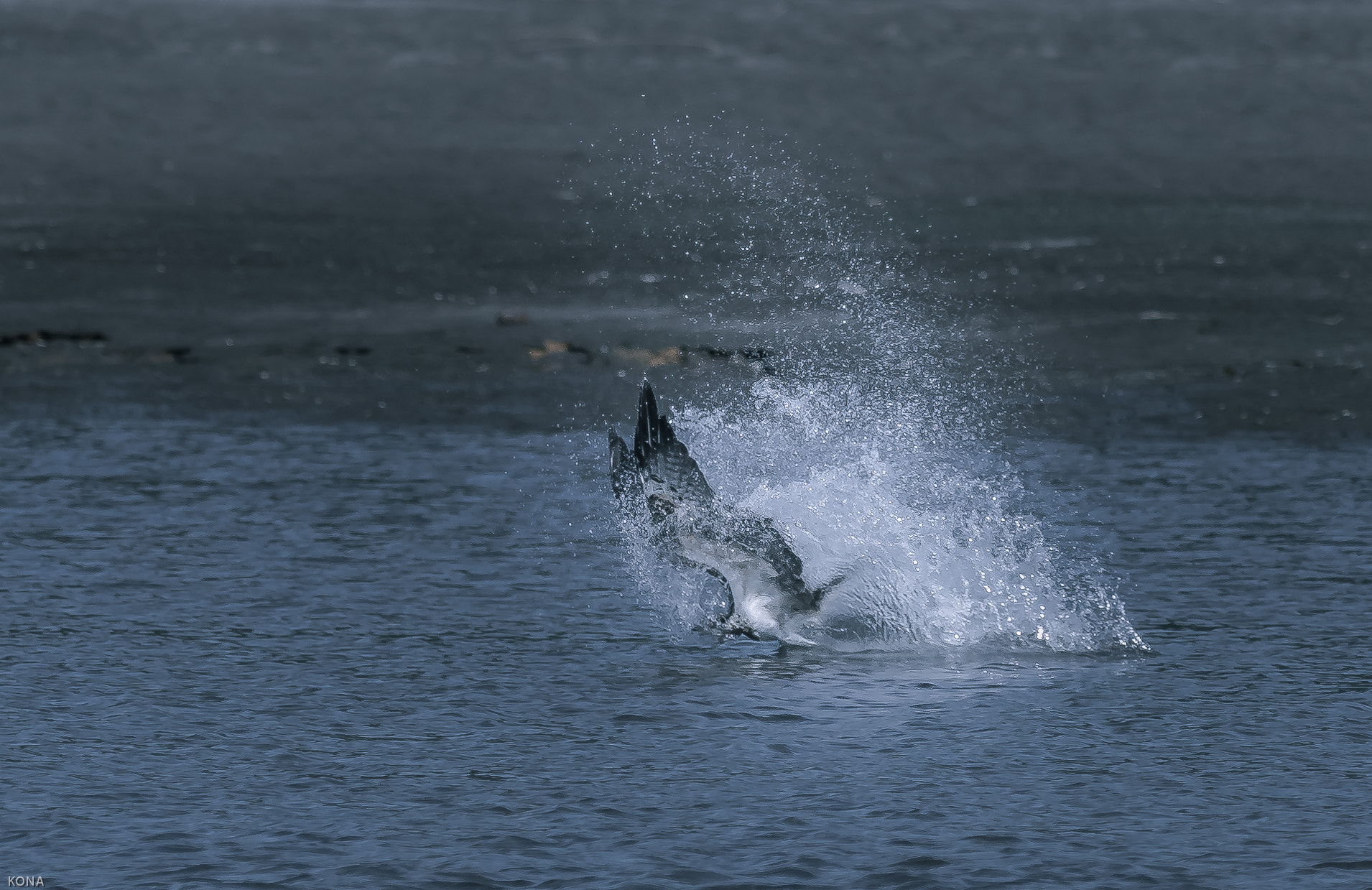 Nikon AF-S Nikkor 400mm F2.8G ED VR II sample photo. Misago photography