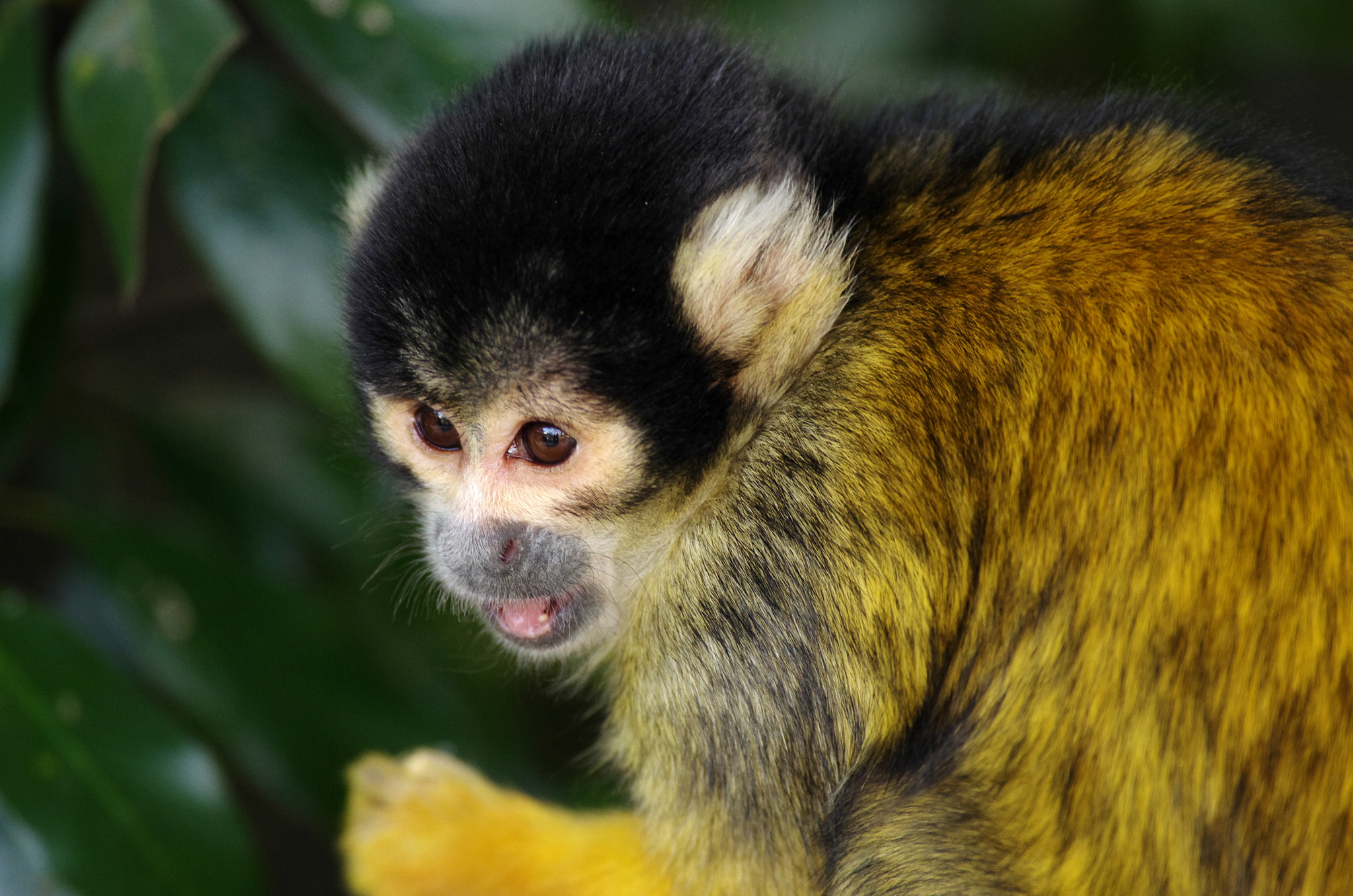 monkey in yellow shirt