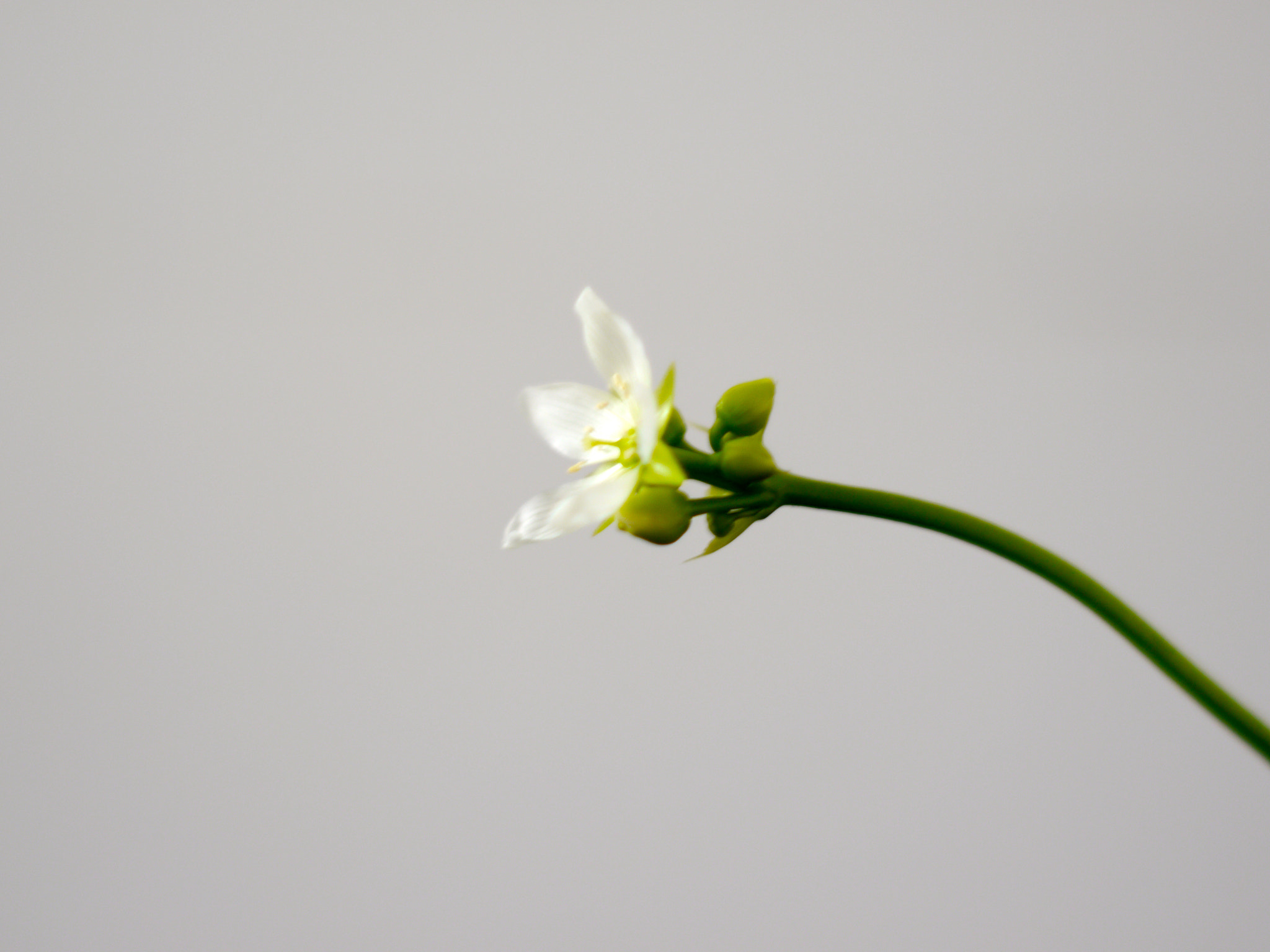 Plant with 50 mm