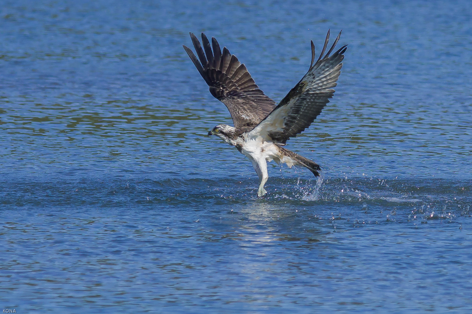Nikon AF-S Nikkor 400mm F2.8G ED VR II sample photo. Misago photography