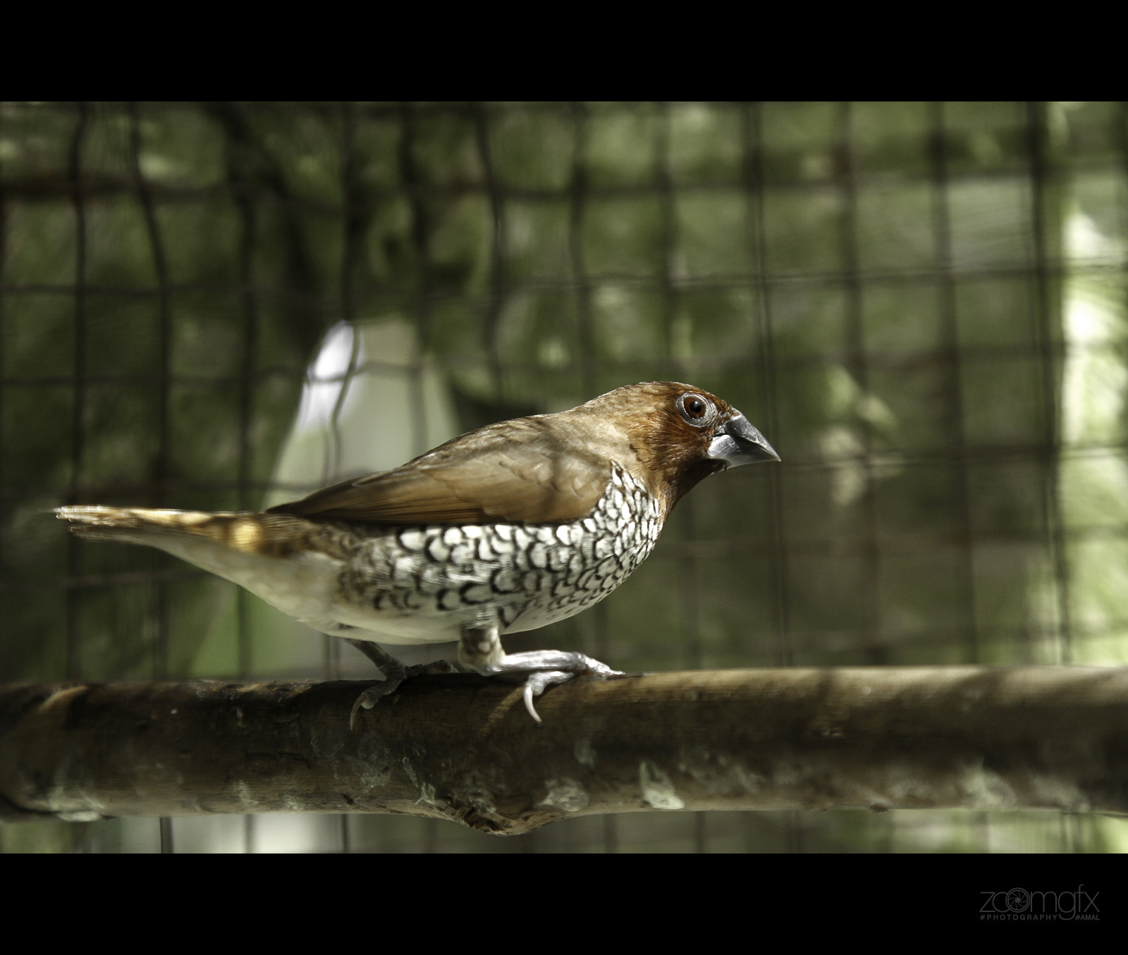 Spice Finch - Lonchura punctulata