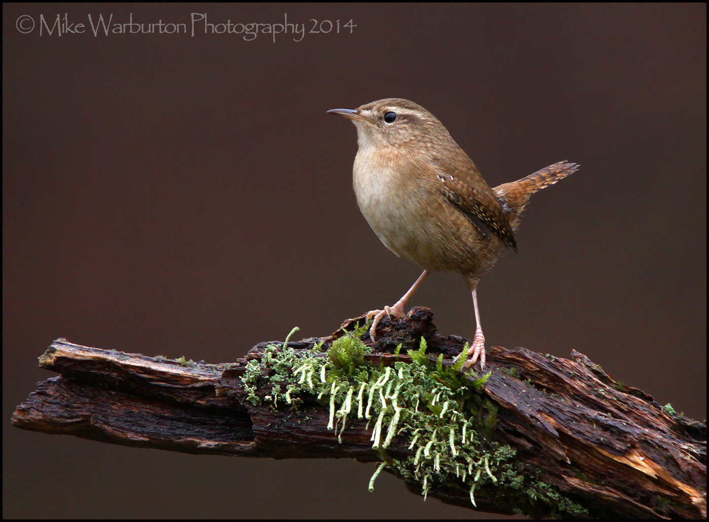 Wren