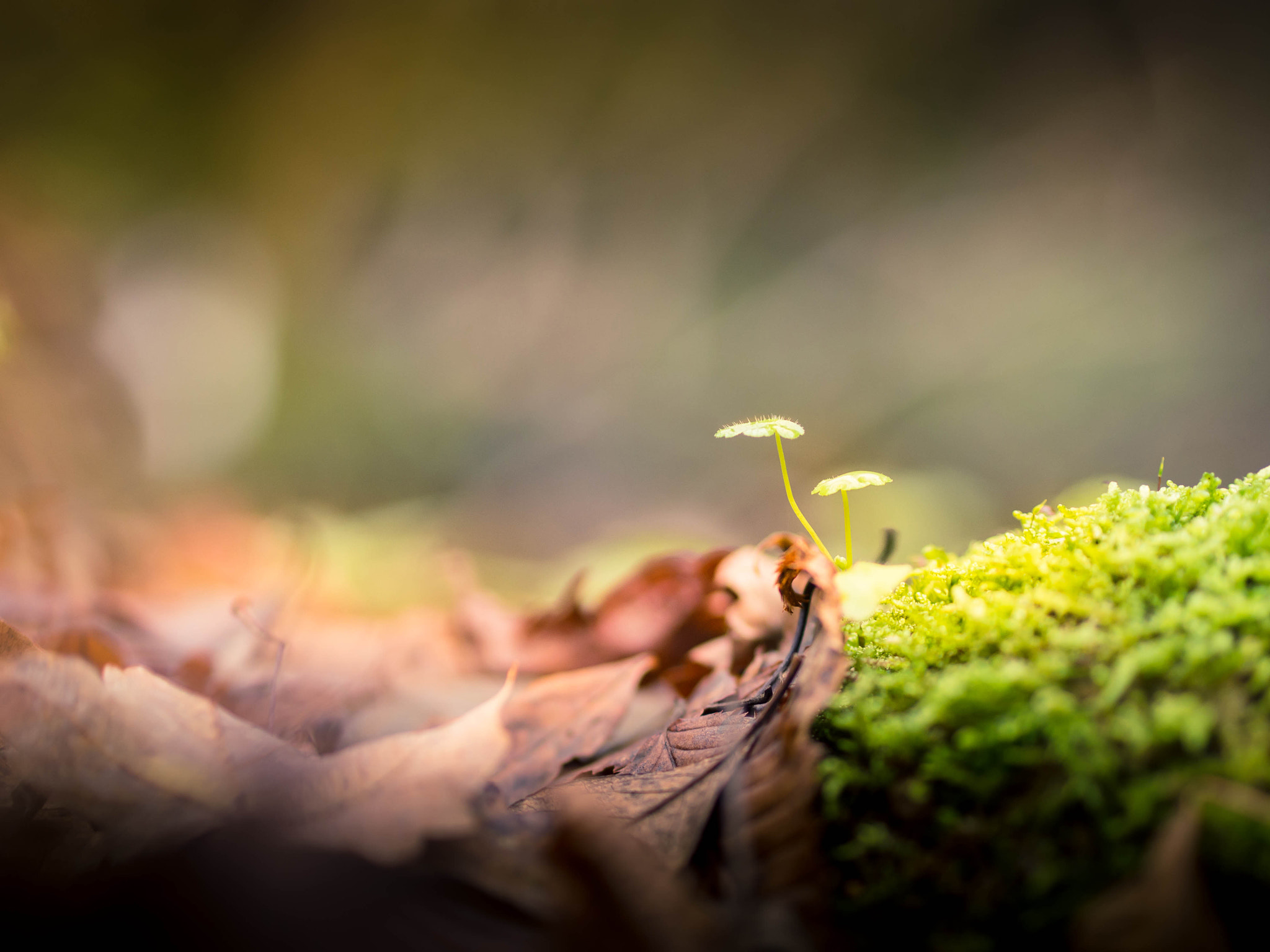 forest plant