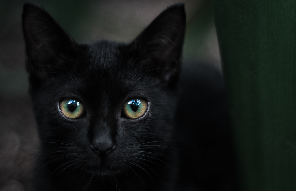 eye / black cat by Zachary Voo on 500px.com