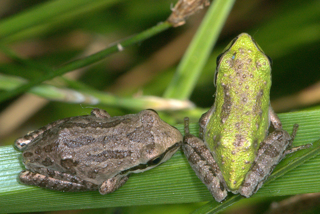 Pacific Tree Frog pair by Douglass Moody / 500px