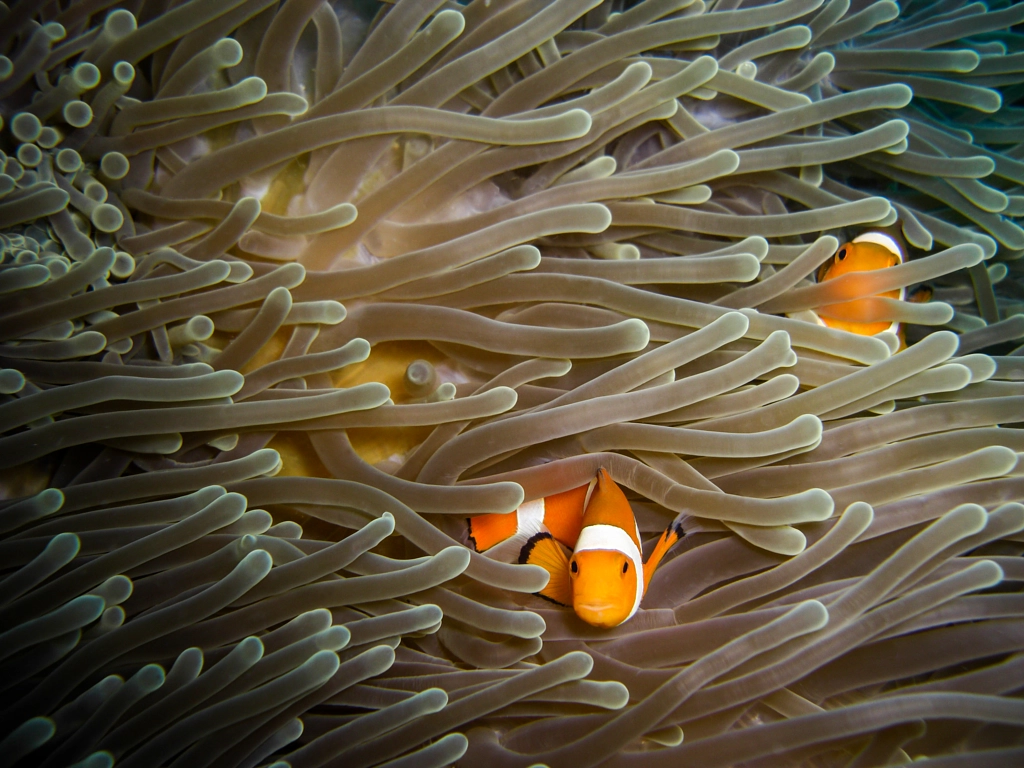 Clownfish with soft coral, автор — Benjamin van der Spek на 500px.com