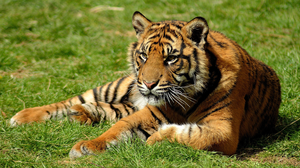 Sumatran Tiger Cub By Steven Hindon 500px