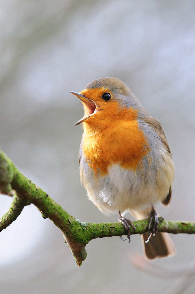 Singing Robin by Lee Adcock on 500px.com