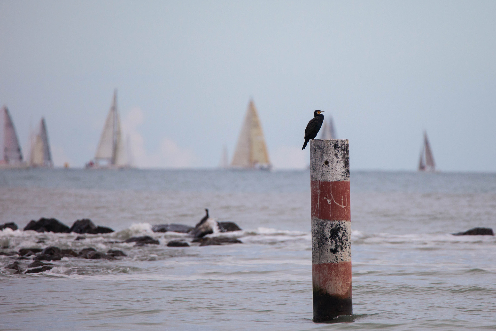 Cormorant