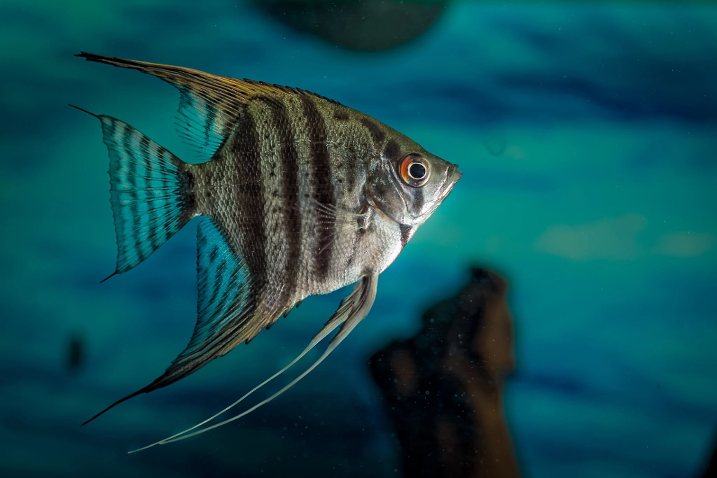 pterophyllum scalare by Carlos Galeano on 500px.com