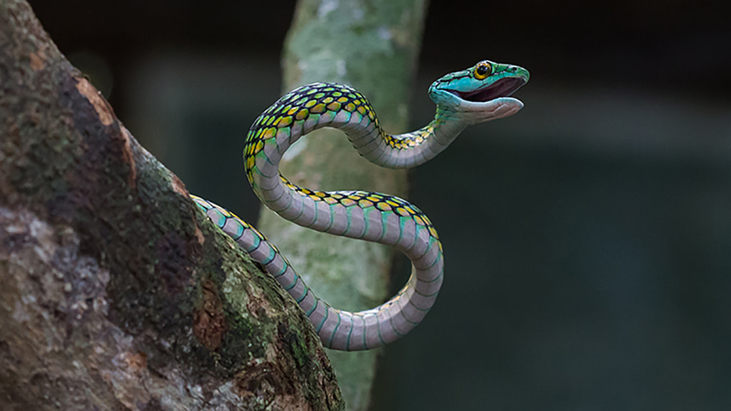 Parrot Snake by Rita Caluori / 500px