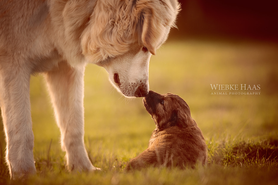 Big and Small, Together at Last: 17 Adorable Animal Photos - 500px