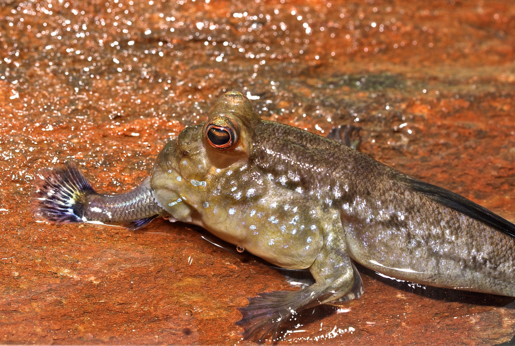 Facts About Mudskippers: The Fish That Walk On Land