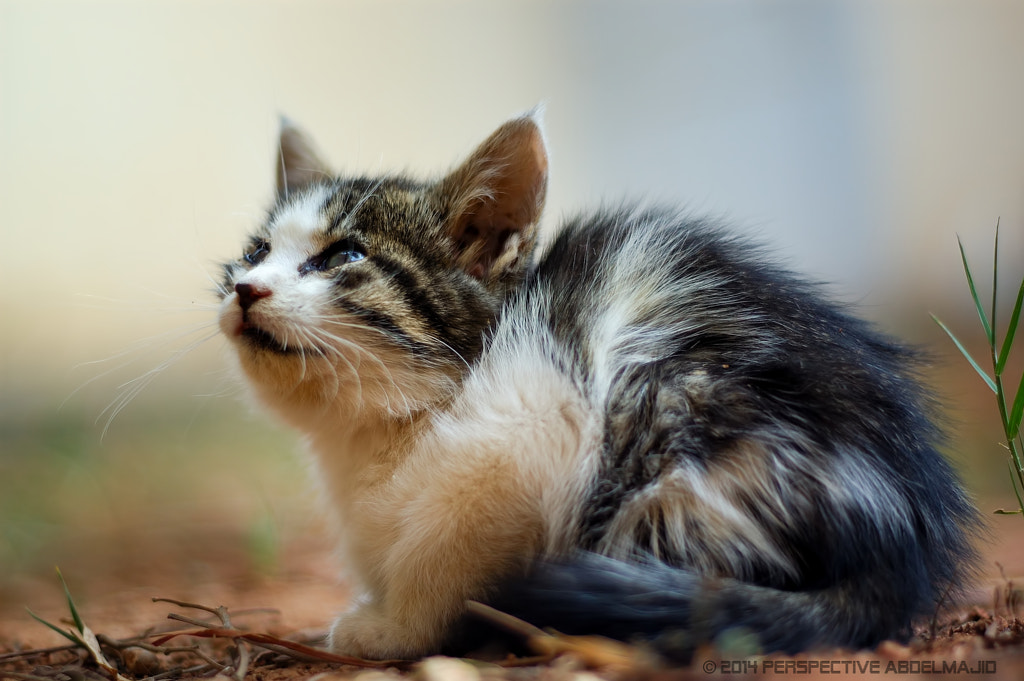 Homeless cat ..!! by A.A abdelmajid on 500px.com