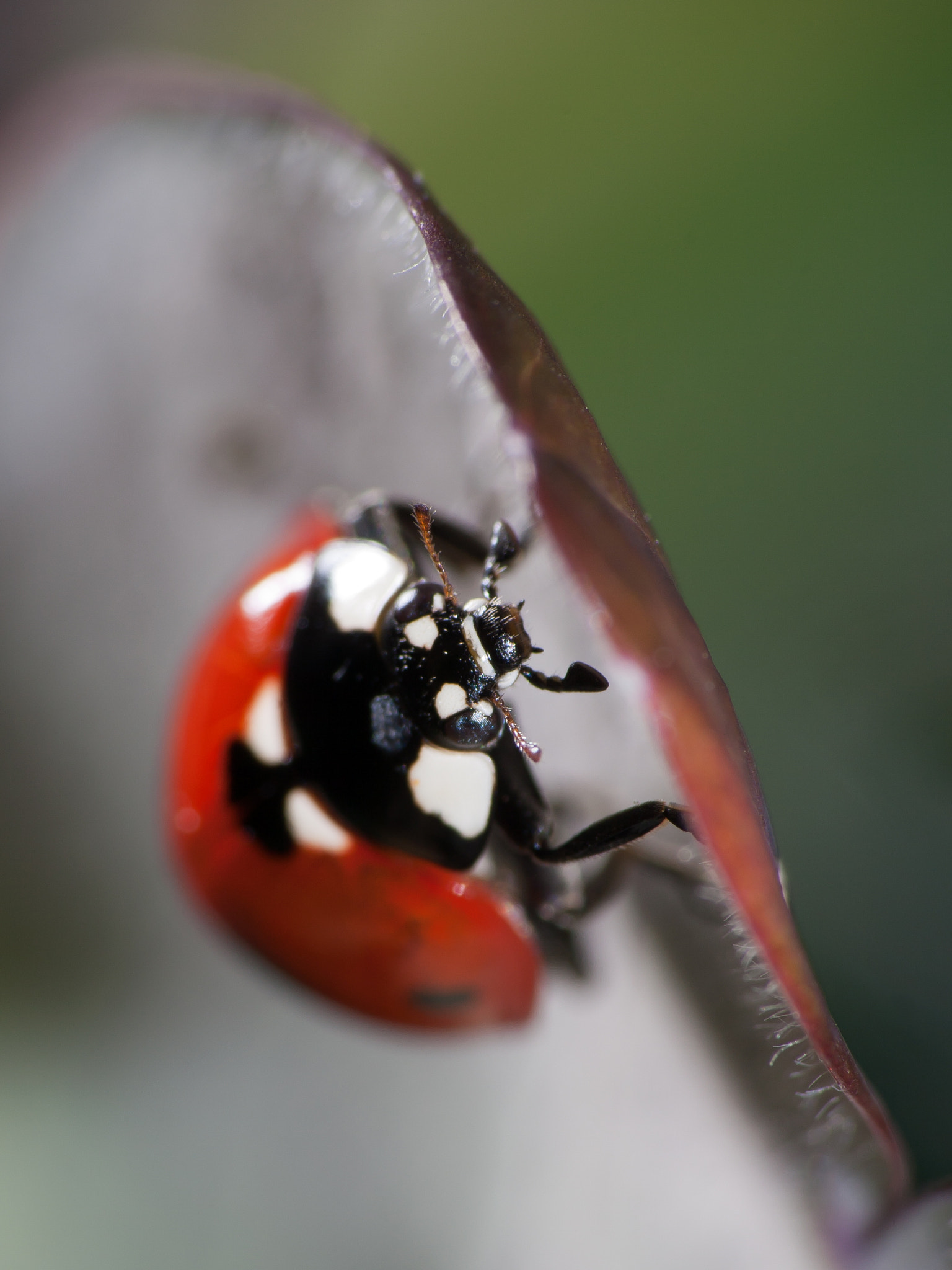 Canon EF-S 55-250mm F4-5.6 IS sample photo. Marienkäfer photography