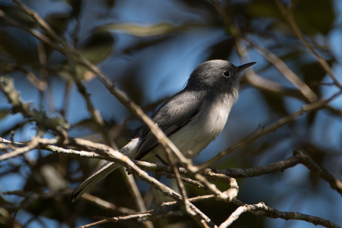 Nikon AF-S Nikkor 200-400mm F4G ED-IF VR sample photo. Tiny bird photography