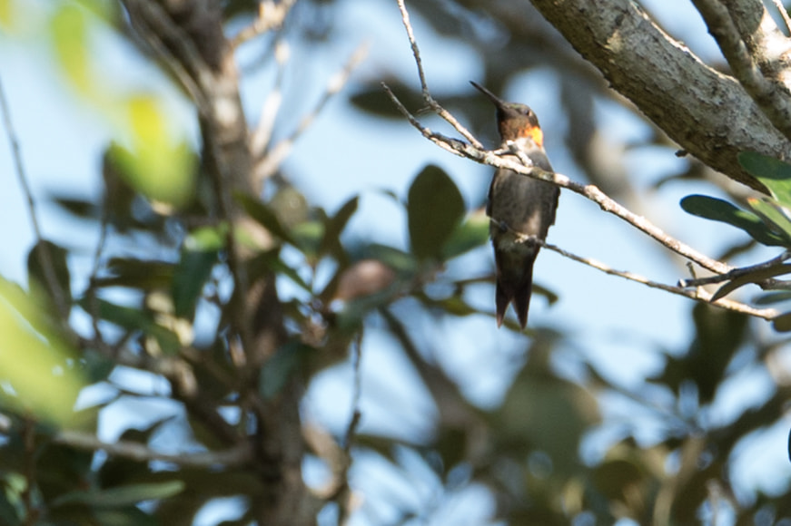 Nikon AF-S Nikkor 200-400mm F4G ED-IF VR sample photo. Male ruby-throated hummingbird photography