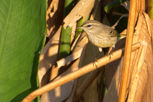Nikon D4S sample photo. Warbler photography