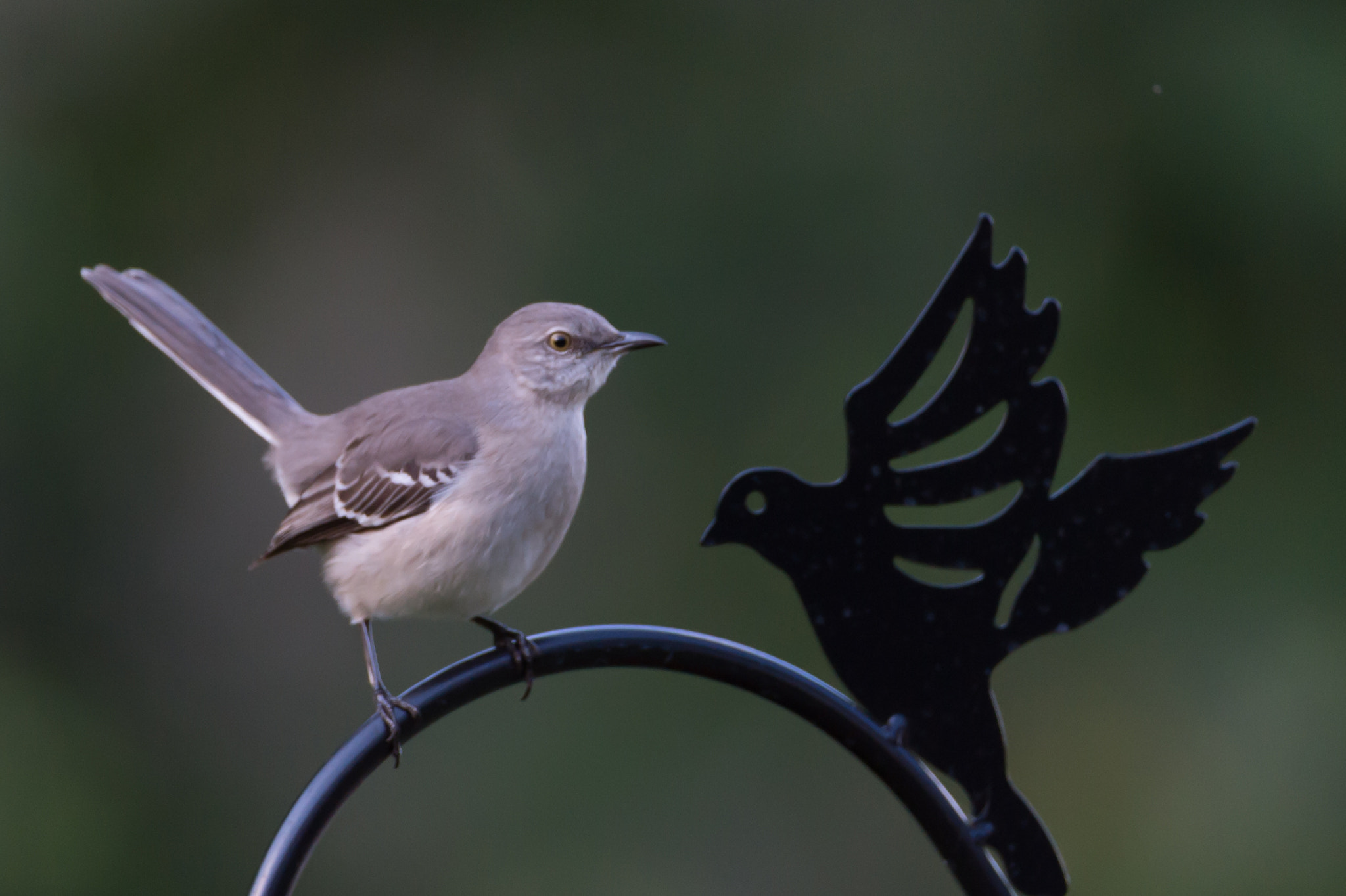Nikon AF-S Nikkor 200-400mm F4G ED-IF VR sample photo. Hi neighbor photography