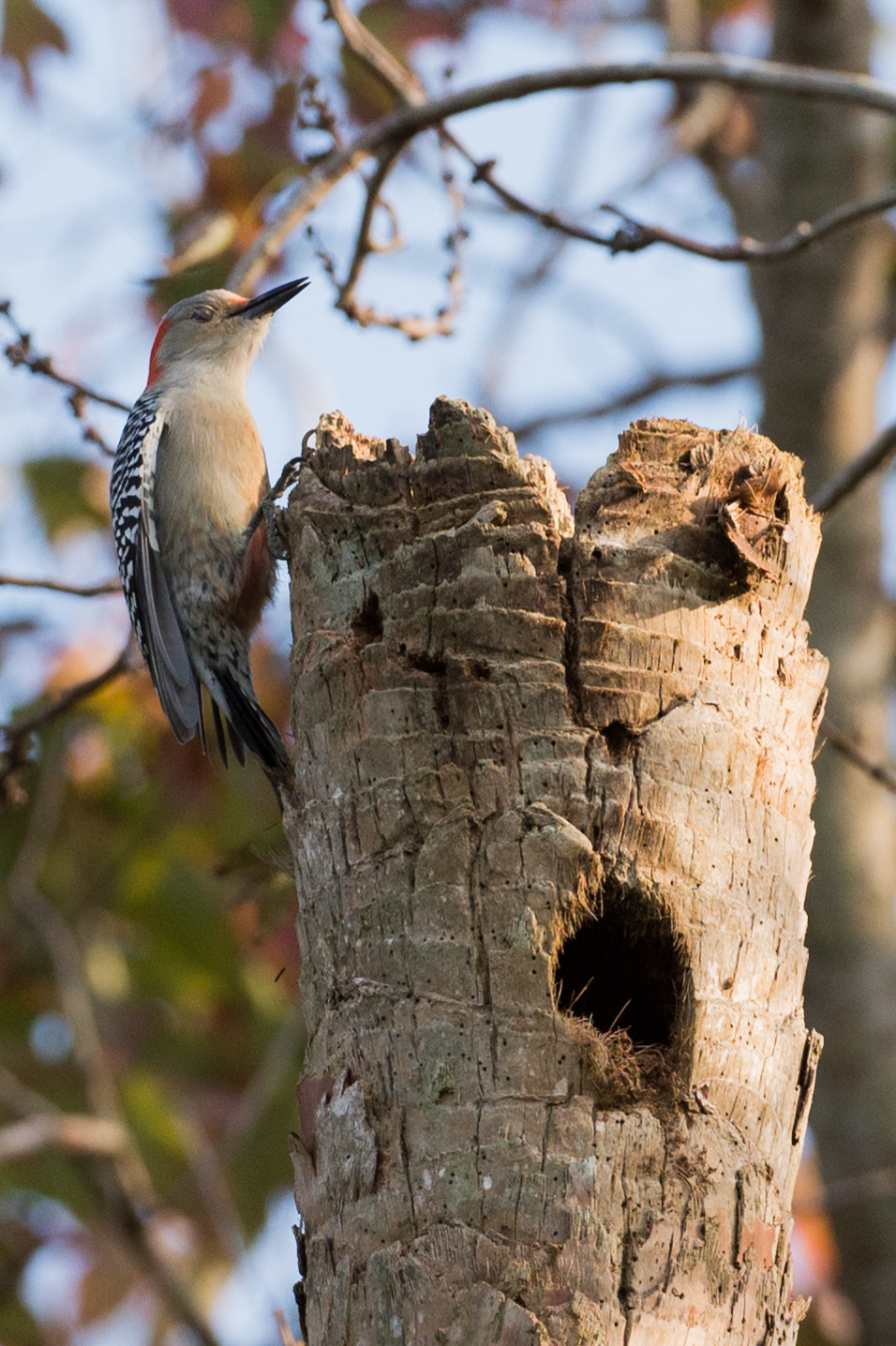 Nikon AF-S Nikkor 200-400mm F4G ED-IF VR sample photo. Red-bellied woodpecker photography