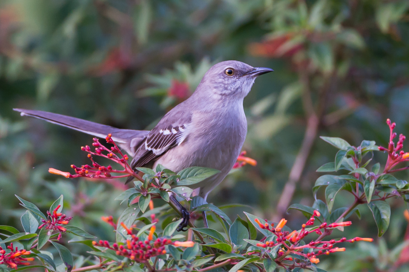 Nikon AF-S Nikkor 200-400mm F4G ED-IF VR sample photo. Florida mockingbird insitu photography