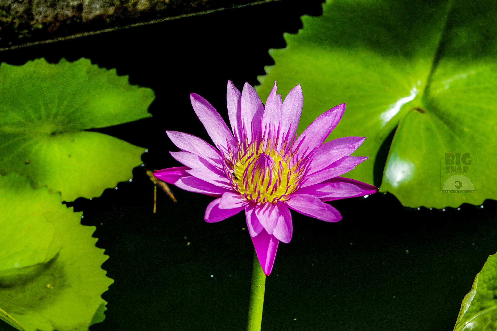 Lake Flower