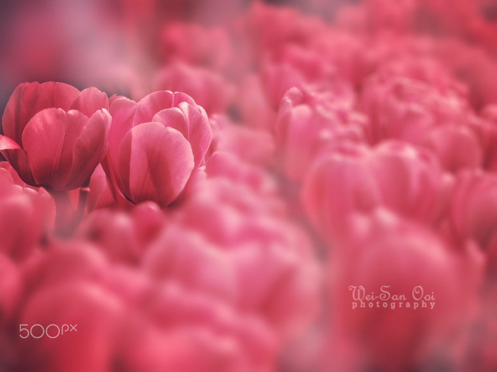 Panasonic Lumix DMC-GF1 sample photo. Tulips photography