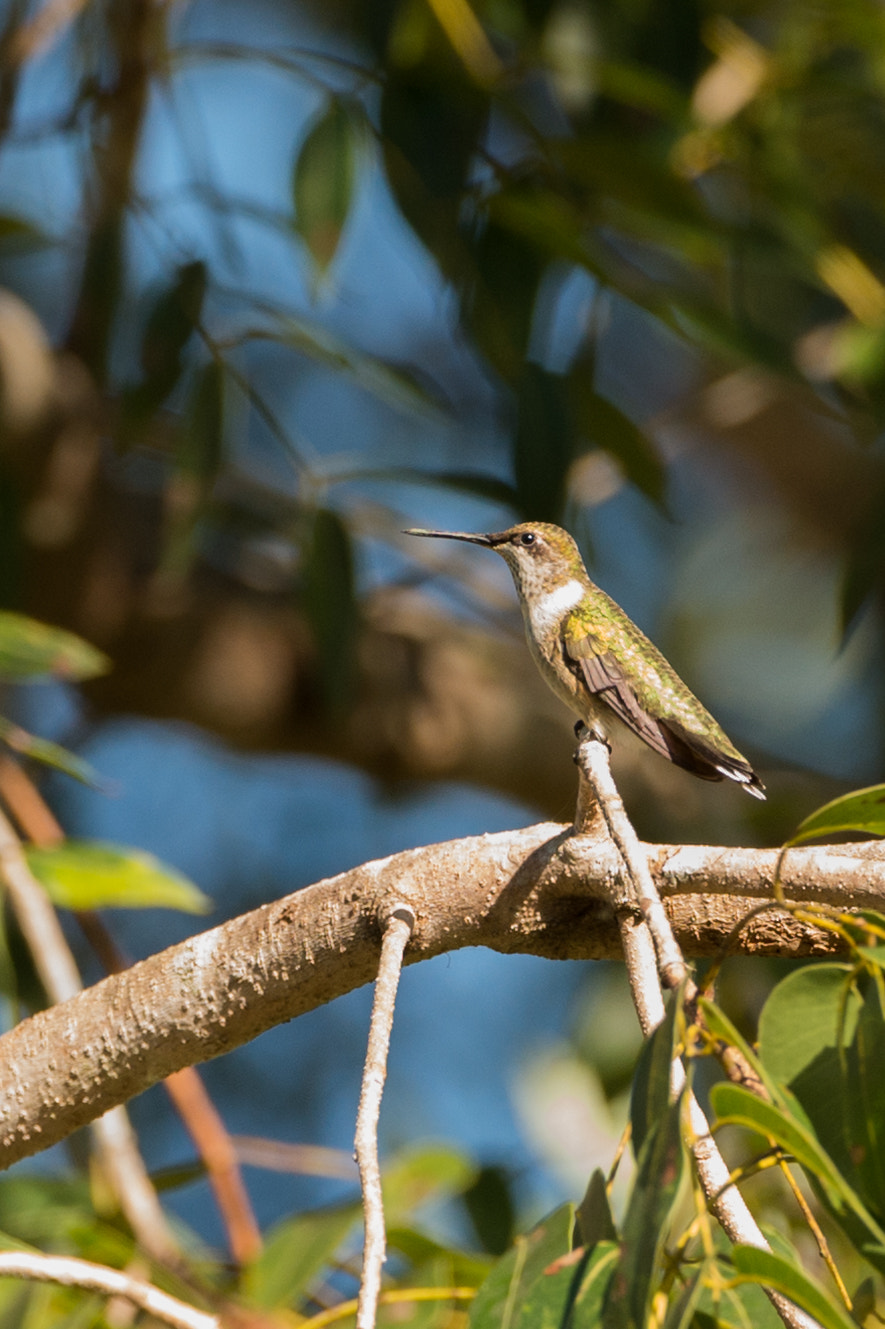 Nikon D4S sample photo. Perching hummingbird photography