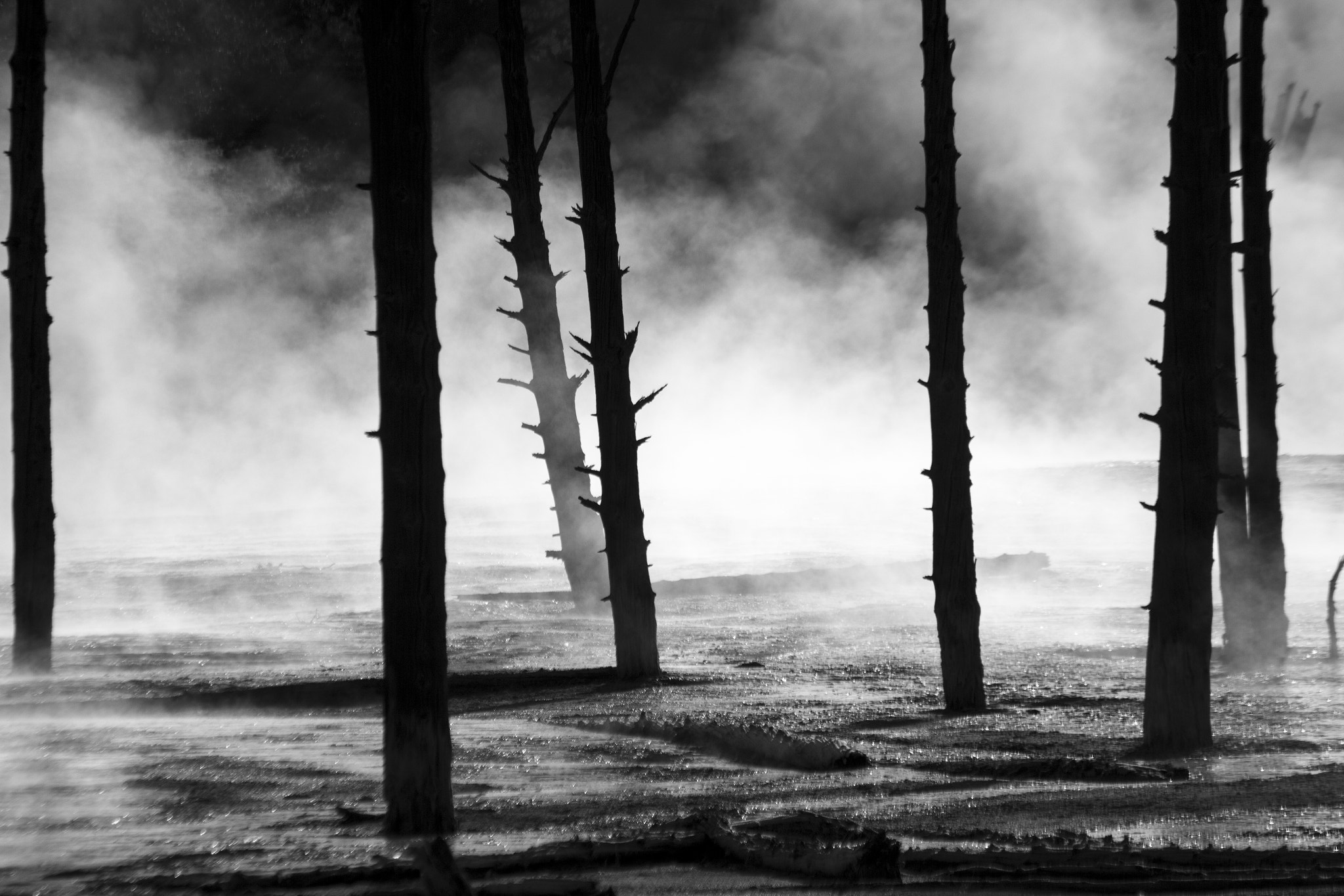 Canon EF 70-300mm F4-5.6 IS USM sample photo. Steam in the trees photography