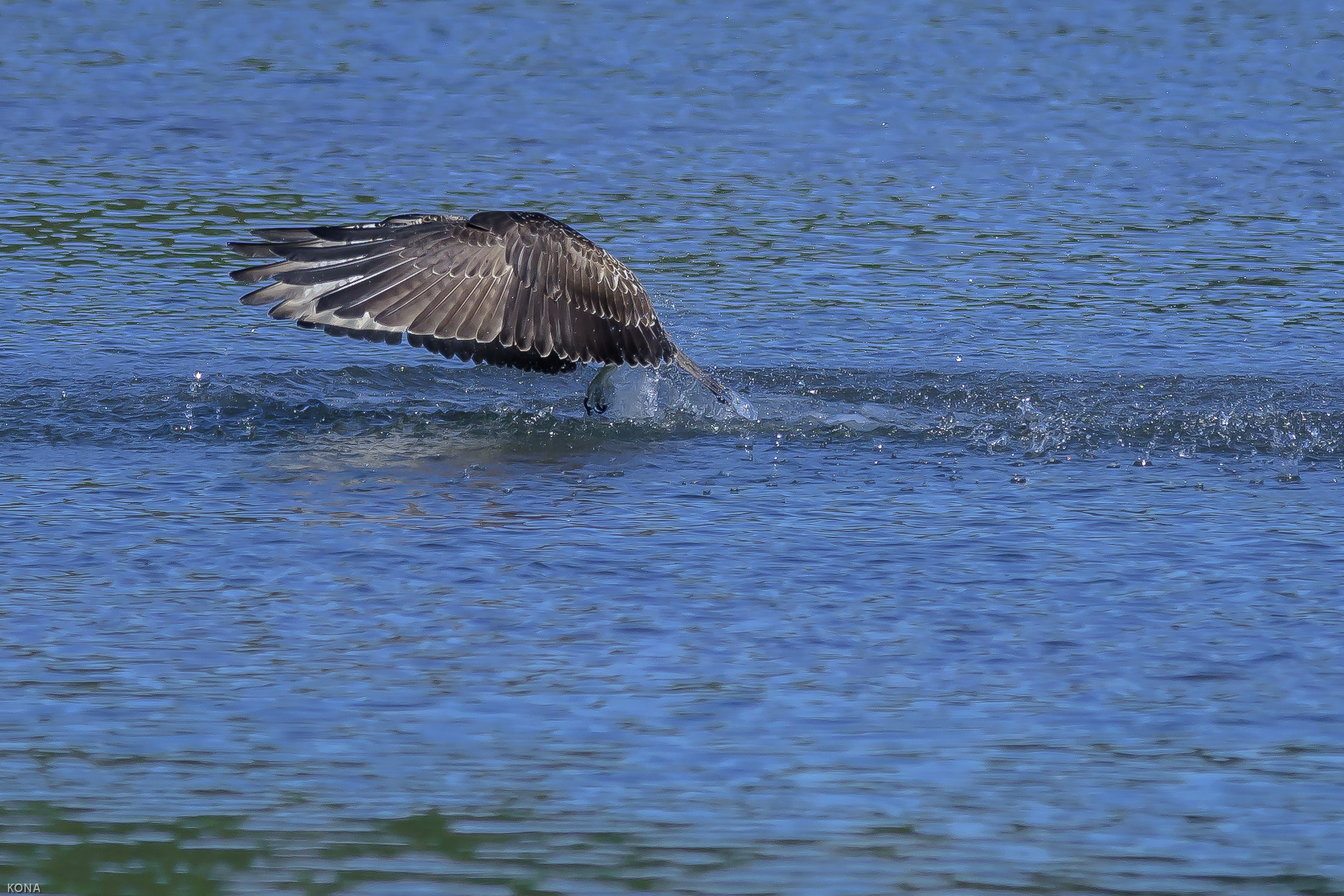Nikon AF-S Nikkor 400mm F2.8G ED VR II sample photo. Misago photography