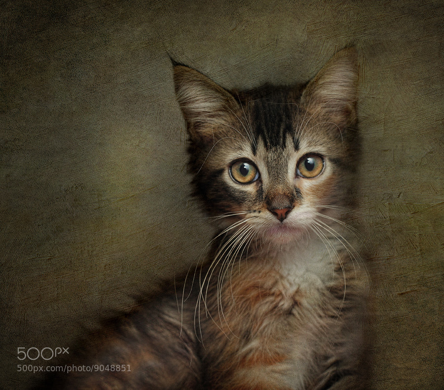 Daphne by Pat Abbott
