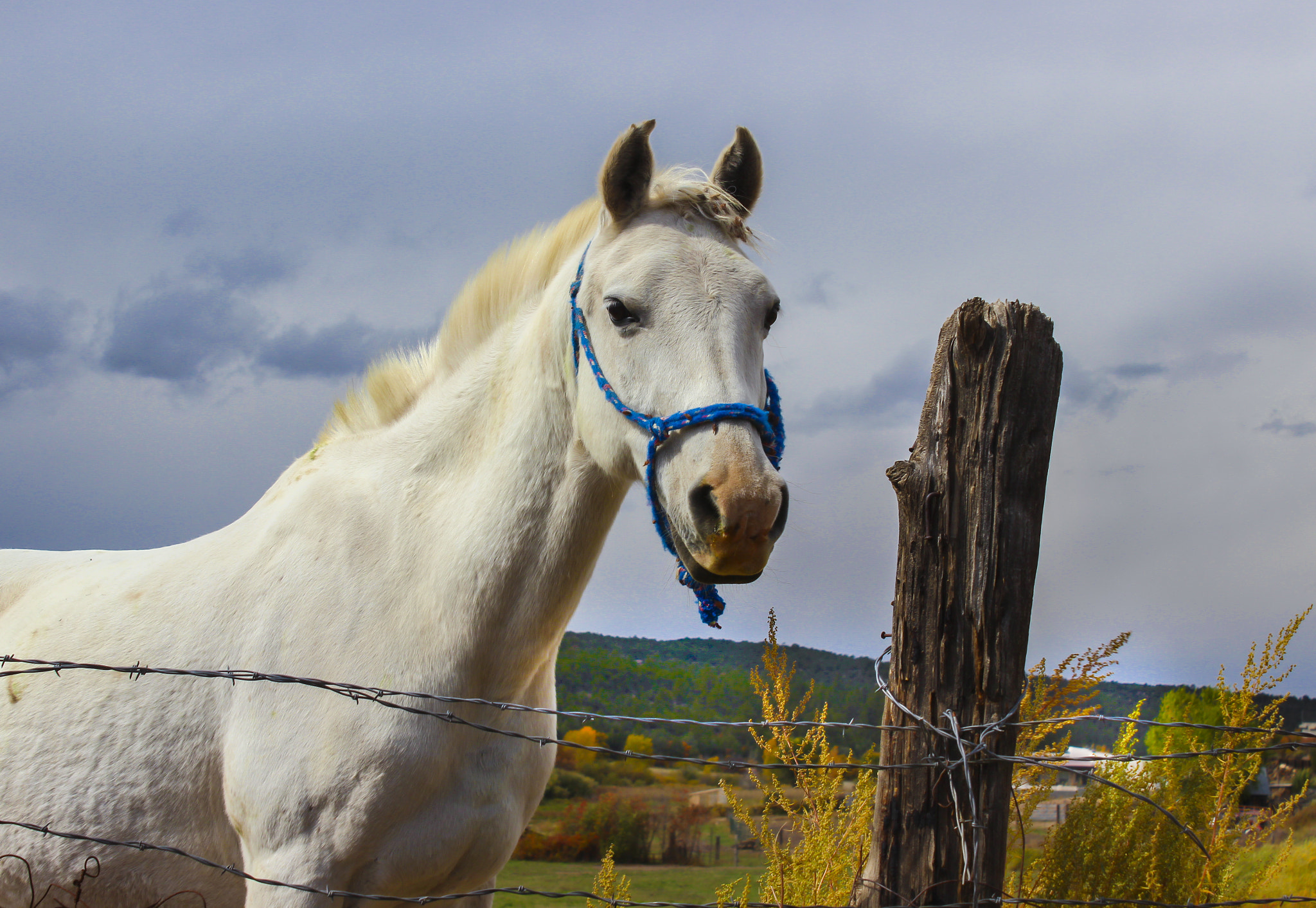 High Horse on the High Road