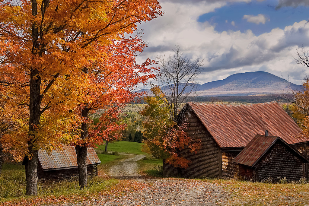 Erabliere des Cantons de L'Est by Yvon Lacaille on 500px.com