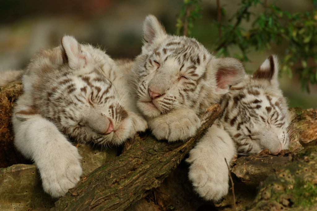 Nap time by Cédric GUERE on 500px