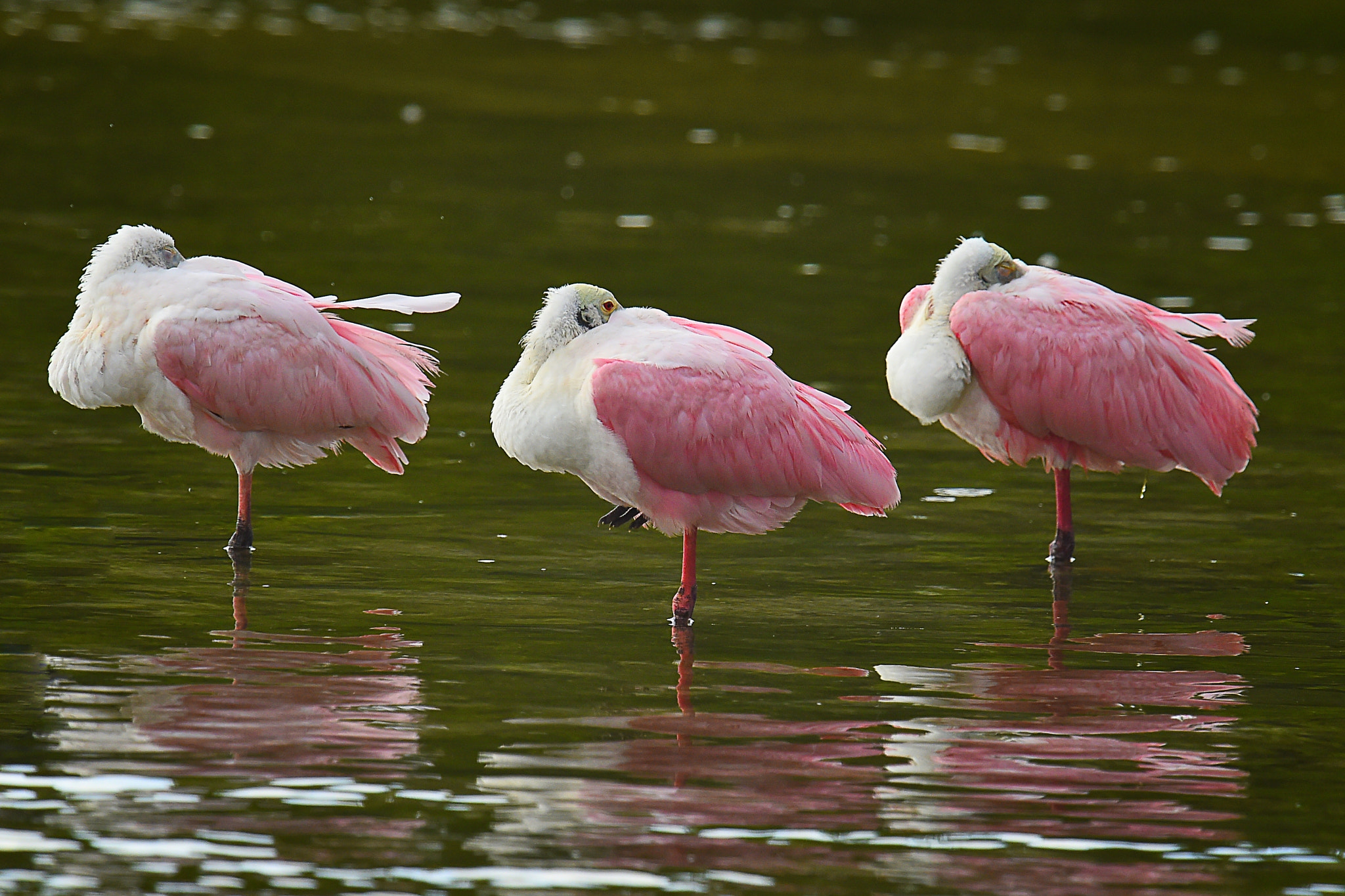 Three Roseate Spoonbills at J. N. \