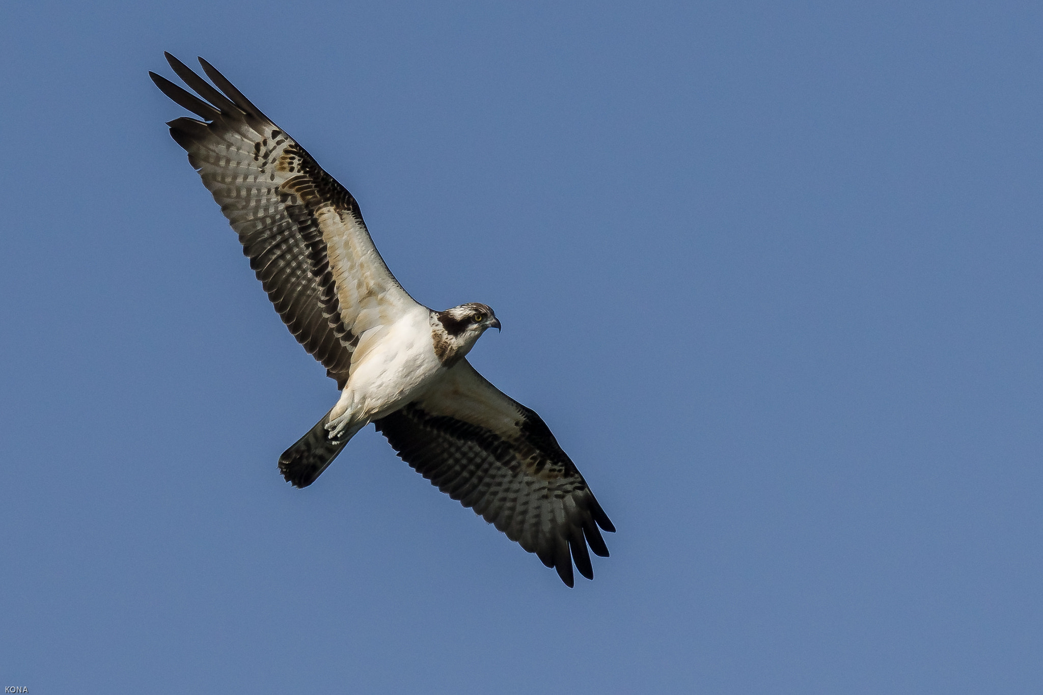 Nikon AF-S Nikkor 400mm F2.8G ED VR II sample photo. Misago photography