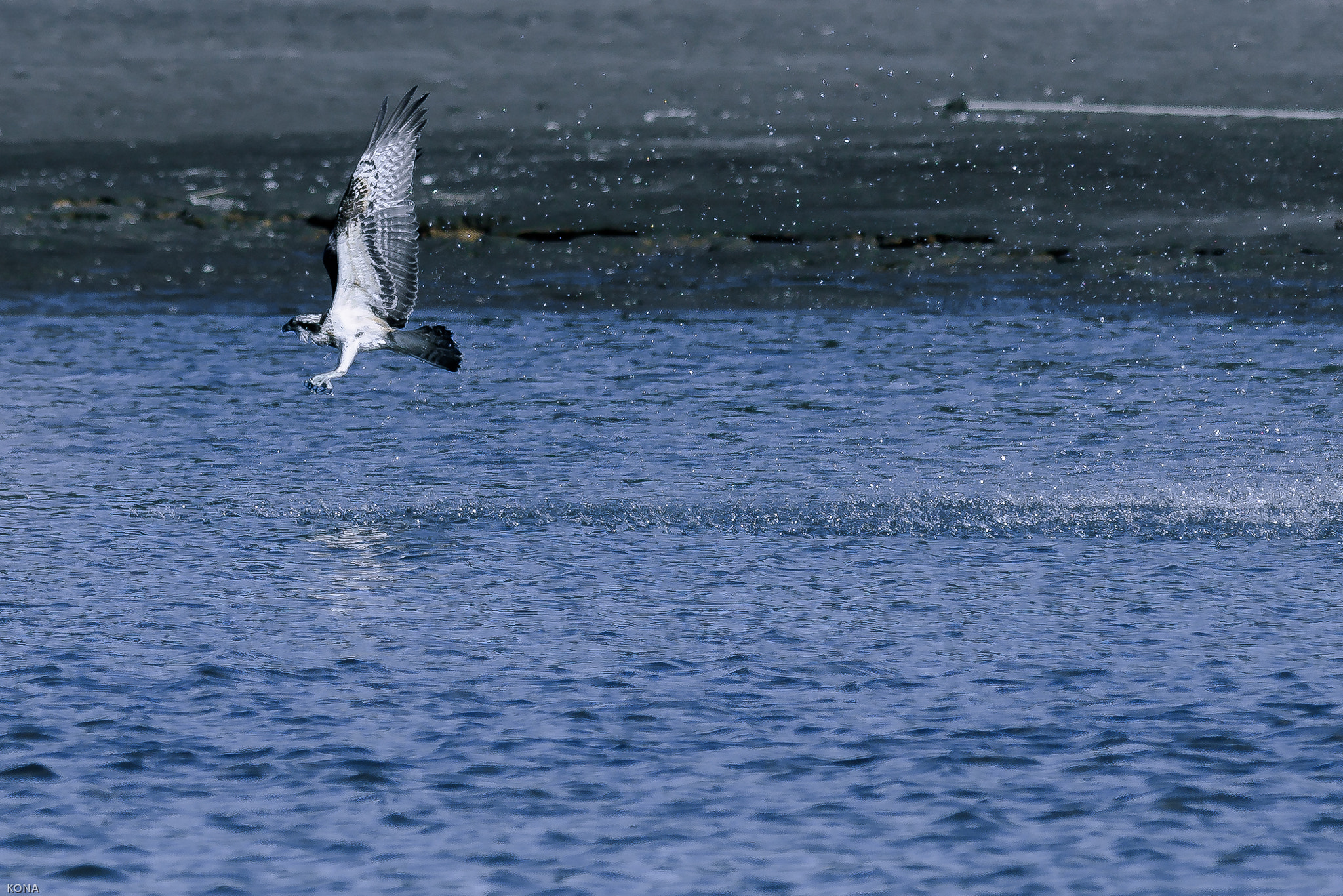 Nikon AF-S Nikkor 400mm F2.8G ED VR II sample photo. Misago photography