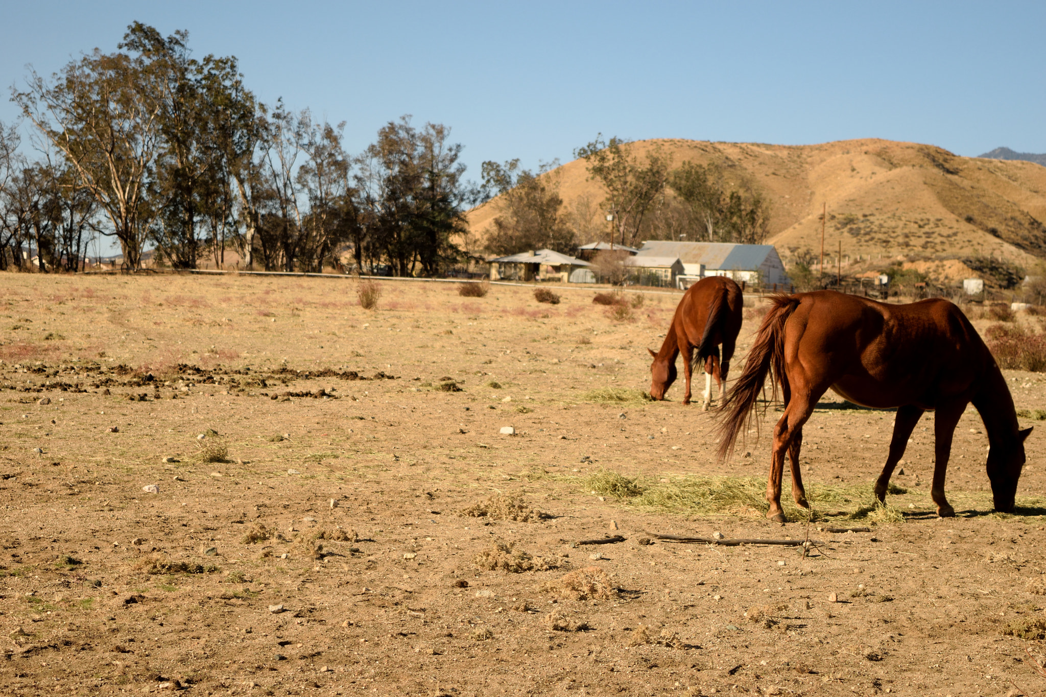 Grazing Time