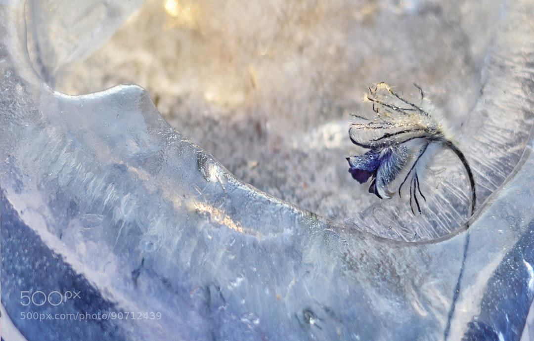 Frozen