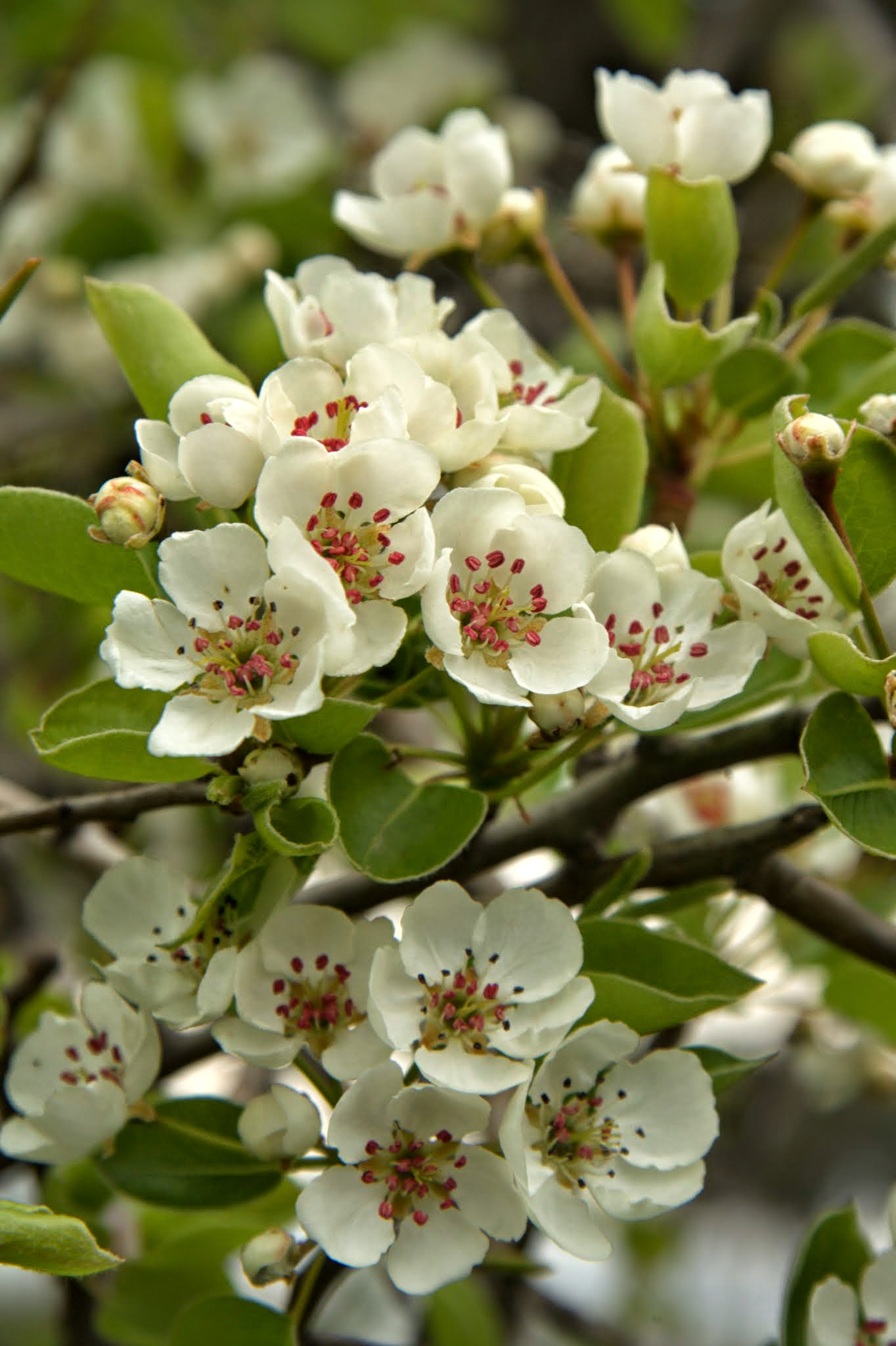 Canon EF-S 17-85mm F4-5.6 IS USM sample photo. Spring photography
