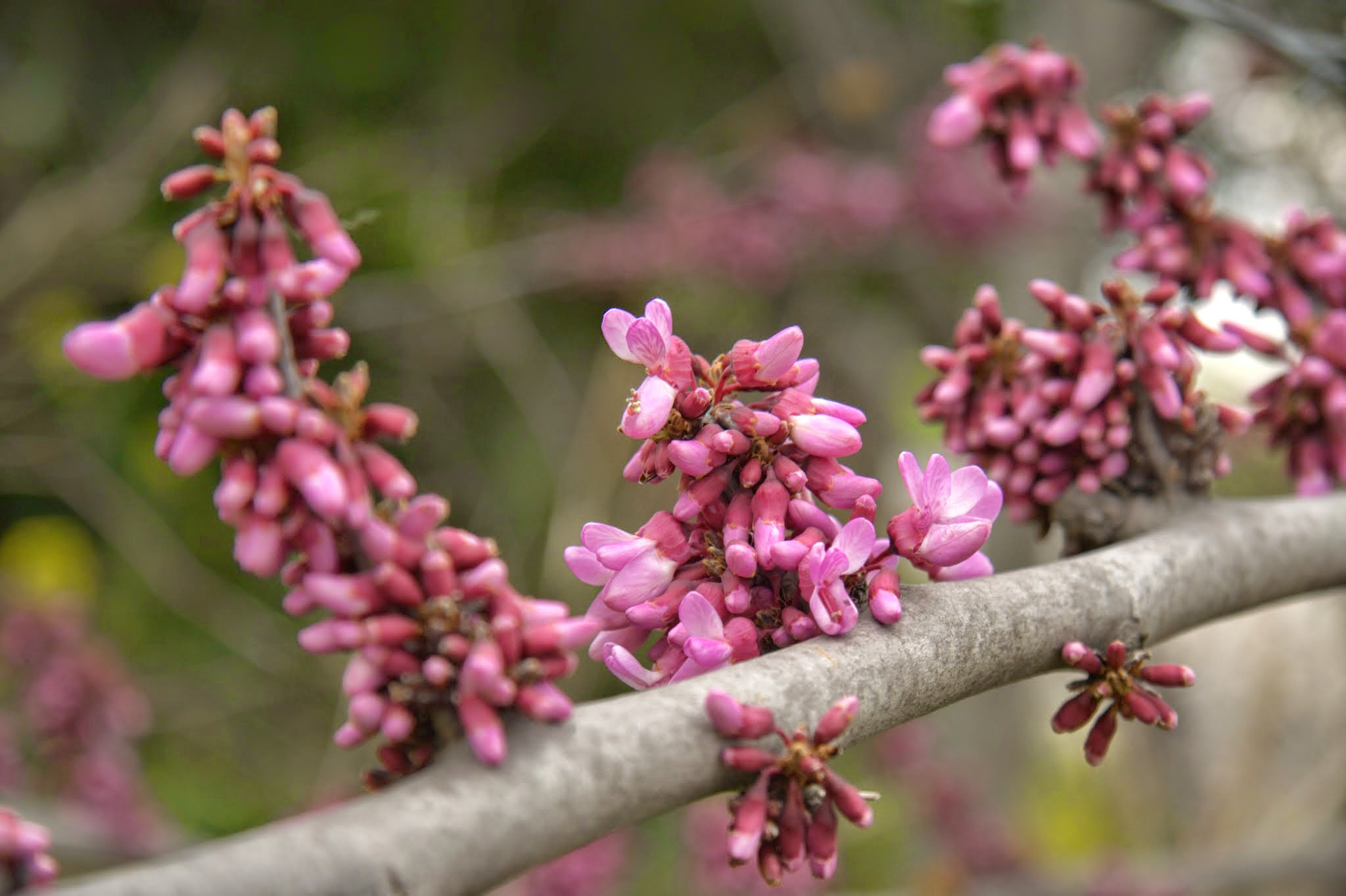 Canon EF-S 17-85mm F4-5.6 IS USM sample photo. Spring flowers photography