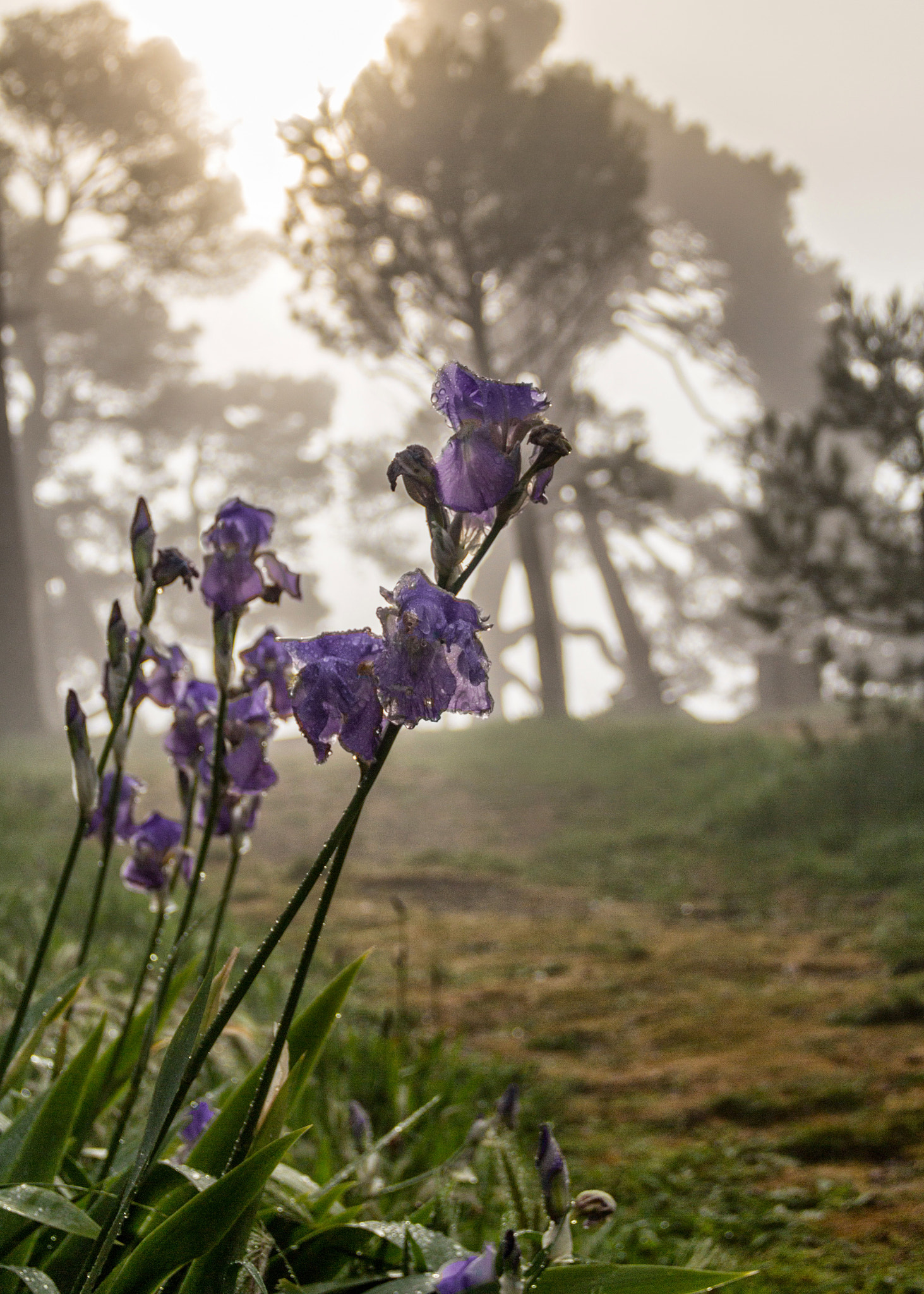 Iris in the mist