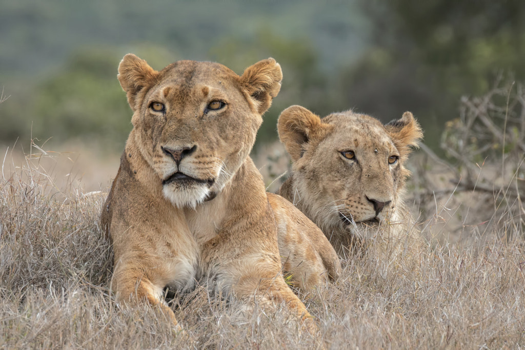 where do lions live: where do African lions live