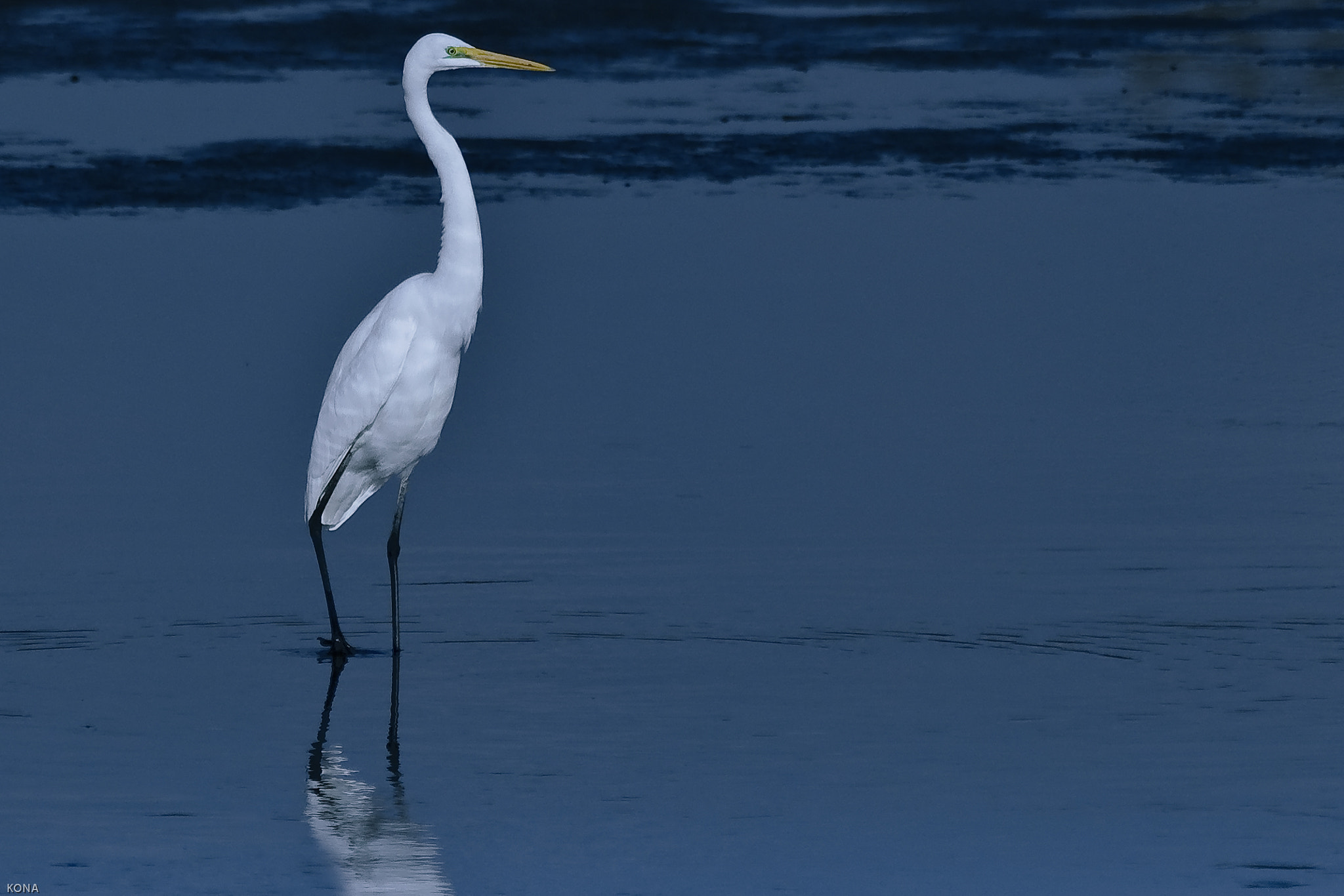 Nikon AF-S Nikkor 400mm F2.8G ED VR II sample photo. Sagi photography