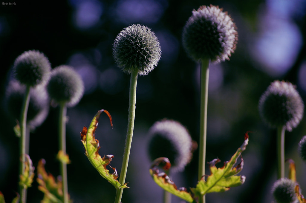 Balls by Olene Morella on 500px.com